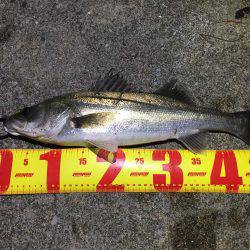 バチパターンシーバス