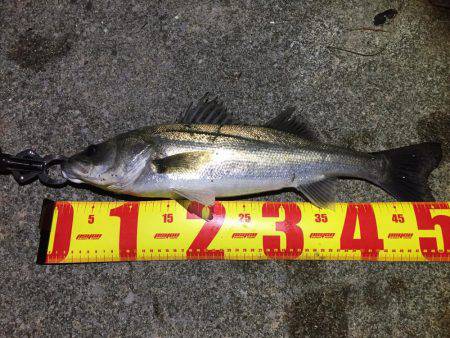 バチパターンシーバス