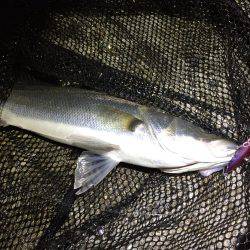 バチパターンシーバス