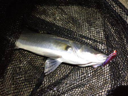 バチパターンシーバス