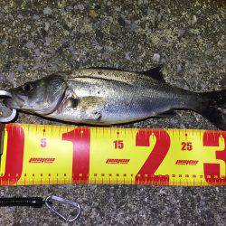 バチパターンシーバス