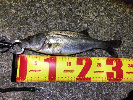 バチパターンシーバス