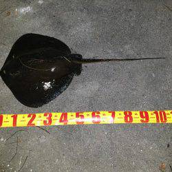 バチパターンシーバス