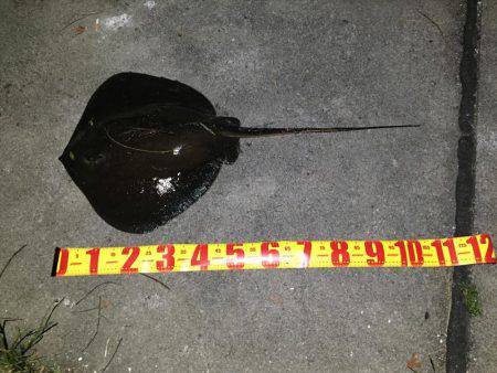 バチパターンシーバス