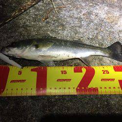 バチパターンシーバス