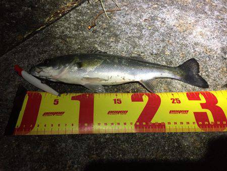 バチパターンシーバス