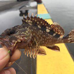 癒しのデイメバリング