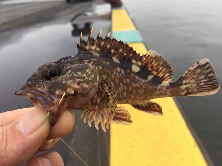 癒しのデイメバリング