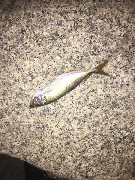 アジング爆釣！