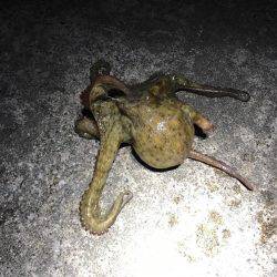 シャローでメバリング中に珍客も。