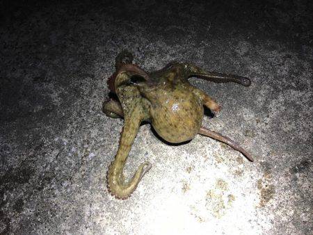 シャローでメバリング中に珍客も。