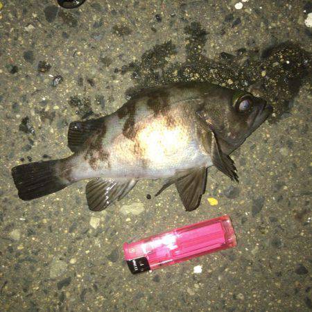 メバリング好調！