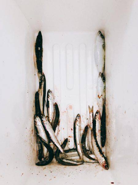 リベンジサビキ