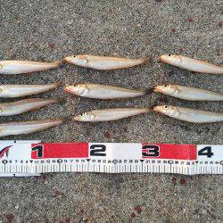 北公園ちょい投げキス釣り