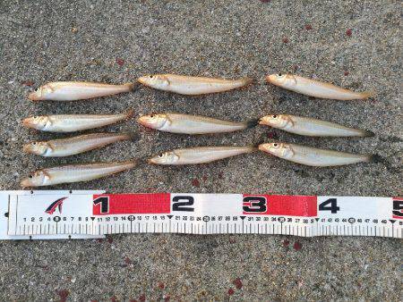 北公園ちょい投げキス釣り