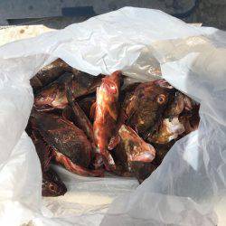 真昼間のガシリング