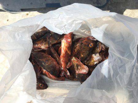 真昼間のガシリング