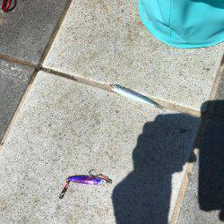 釣った魚を餌に、、、