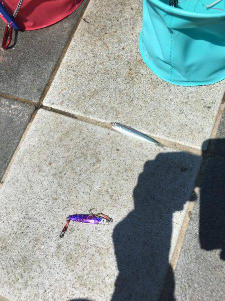 釣った魚を餌に、、、