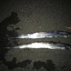 やっと春イカ…