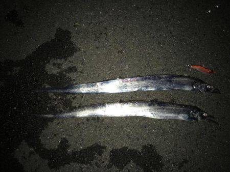 やっと春イカ…