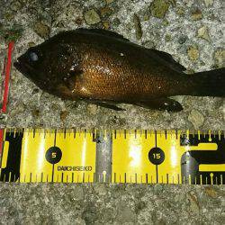 またまた淡路メバリング