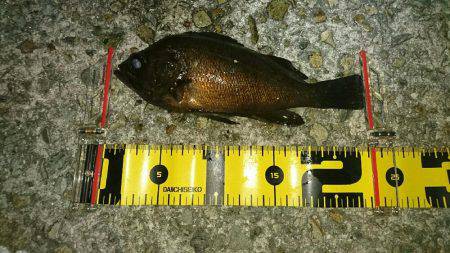 またまた淡路メバリング