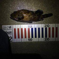 チヌは釣れない