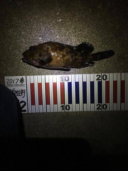 チヌは釣れない