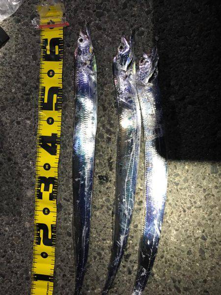 今年初タチウオ