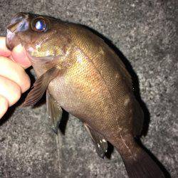 深夜のメバリング