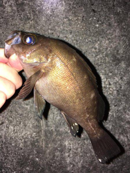 深夜のメバリング