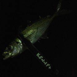 今期のメバリングは終了します(^ ^)