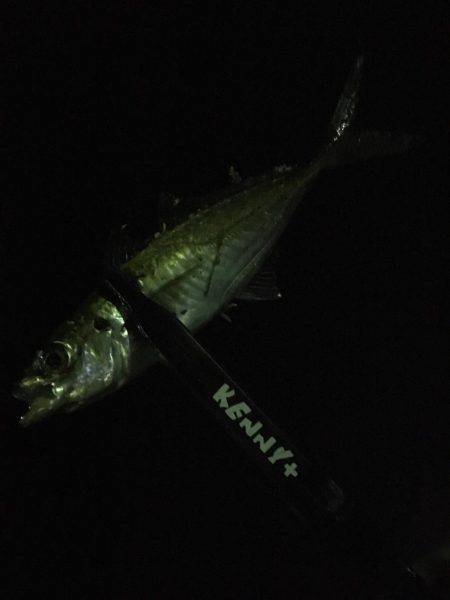 今期のメバリングは終了します(^ ^)