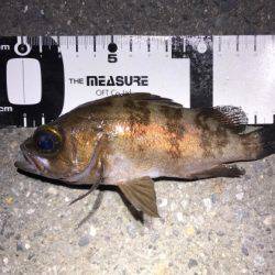 凄まじいベイトの数…