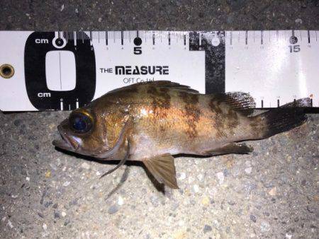 凄まじいベイトの数…