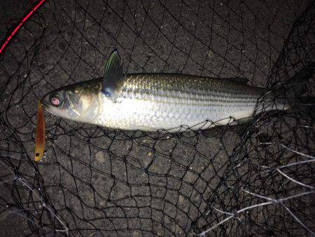 前日と同じ場所へ