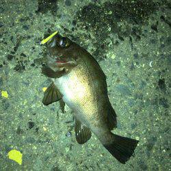 メバリング好調でした！