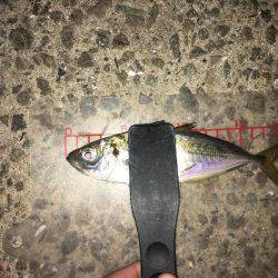 久しぶりにアジング‼︎