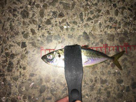 久しぶりにアジング‼︎