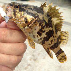 あと1種目で5目釣り達成だったのに‥(笑)