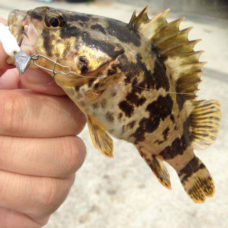 あと1種目で5目釣り達成だったのに‥(笑)