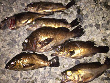 ベタ凪メバリング