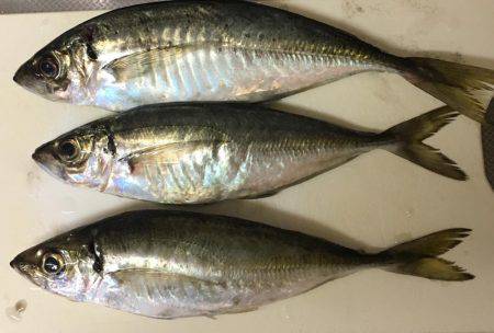 五目からのムギイカ