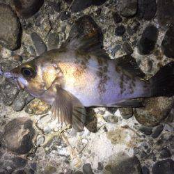 未開拓ポイント