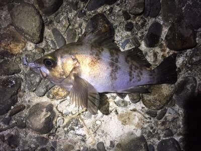 未開拓ポイント