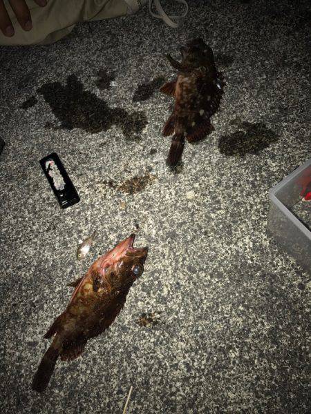 カサゴ 落とし込み釣り