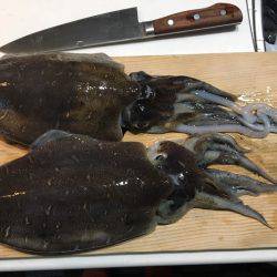 デカイコウイカ二杯