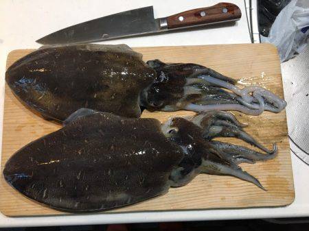 デカイコウイカ二杯