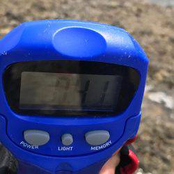 砂浜、海岸、アオリイカ